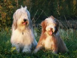 Danny und Sunny.jpg